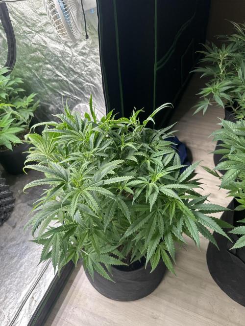 Wedding Cheesecake FF. Week 8