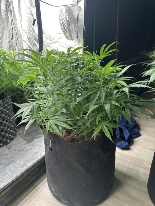 Wedding Cheesecake FF. Week 8