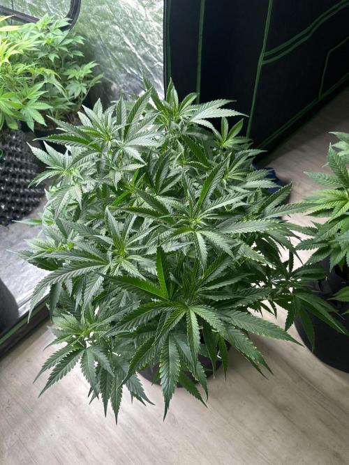 Papaya Sherbet. Week 8