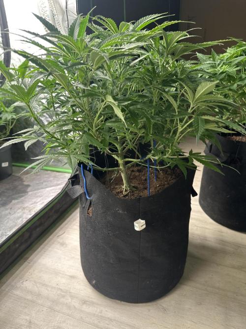 Papaya Sherbet. Week 8