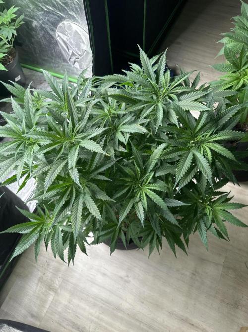 Papaya Sherbet. Week 8