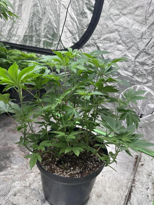 Orange Sherbet FF. Week 6