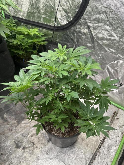 Orange Sherbet FF. Week 6