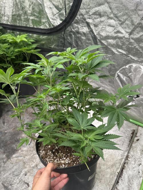 Orange Sherbet FF. Week 6