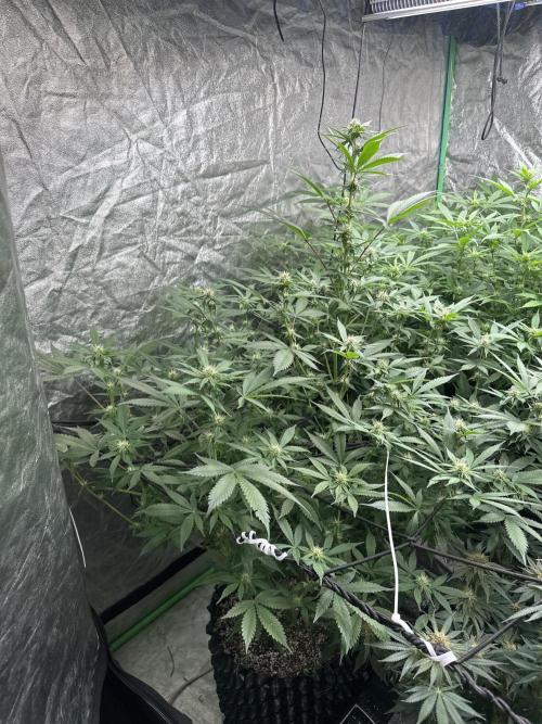 Gorilla Cookies FF. Week 9