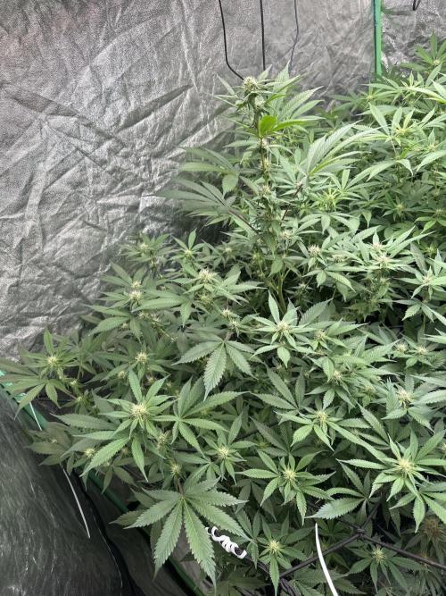 Gorilla Cookies FF. Week 9