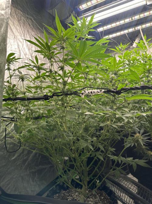 Gorilla Cookies FF. Week 9