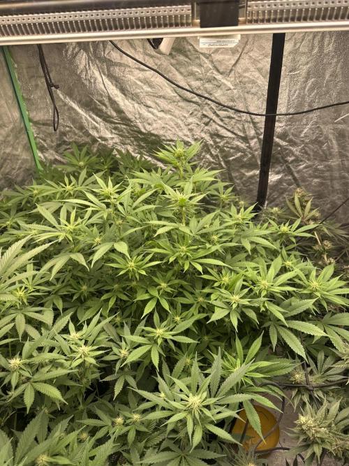 Purple Lemonade FF. Week 9