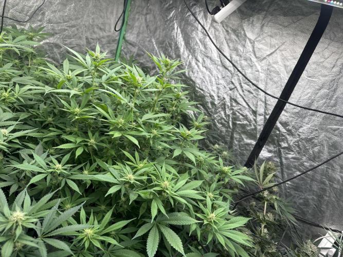 Purple Lemonade FF. Week 9