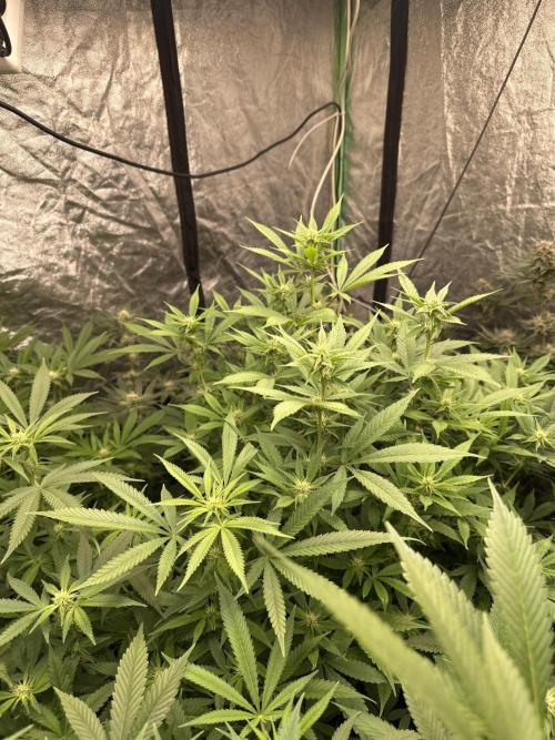 Purple Lemonade FF. Week 9