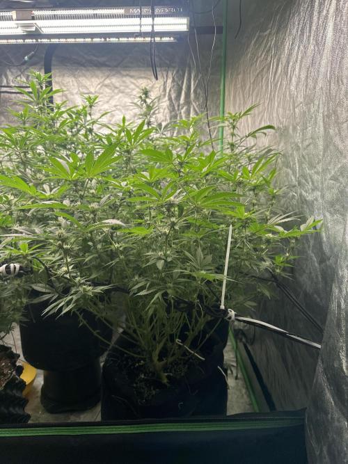 Lemon Cherry Runtz. Week 10