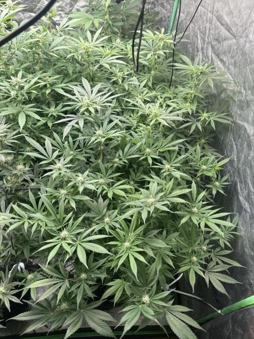 Lemon Cherry Runtz. Week 10