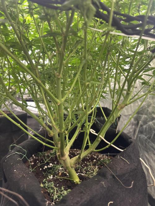 Lemon Cherry Runtz. Week 10