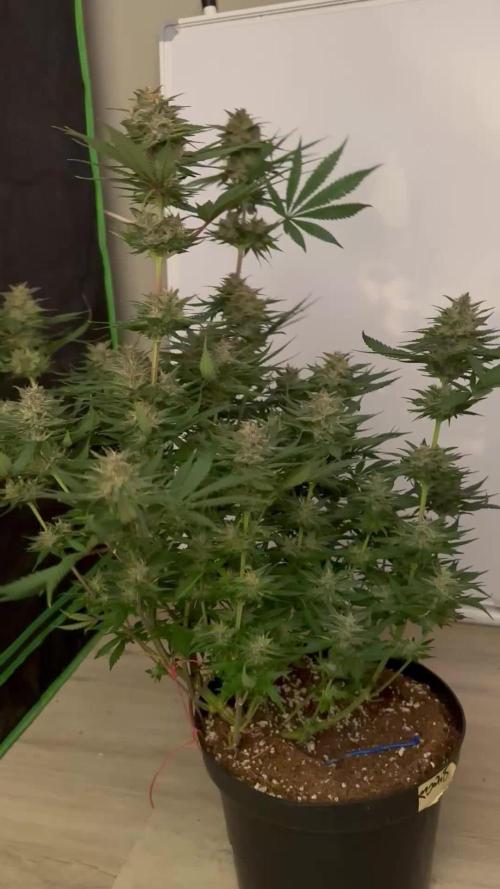 Tropicana Cookies FF
