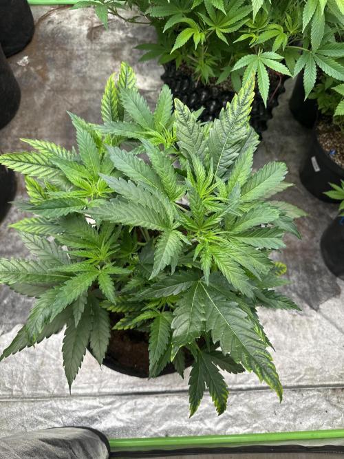 Hulk OG genetics fem. Week 4