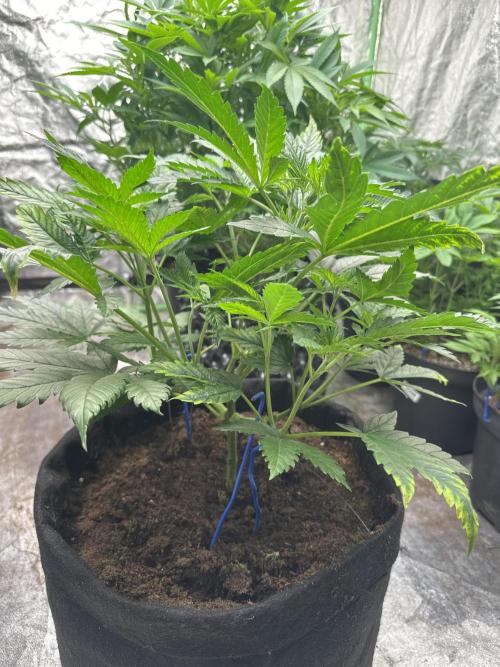 Hulk OG genetics fem. Week 4