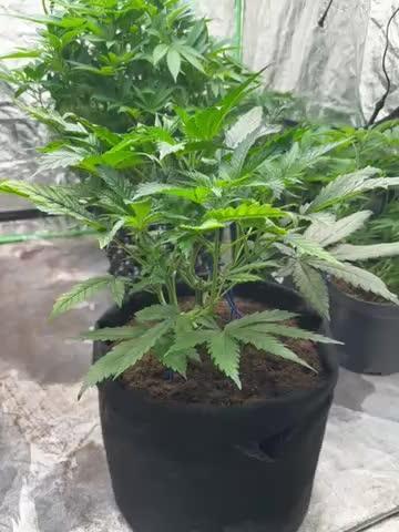 Hulk OG genetics fem