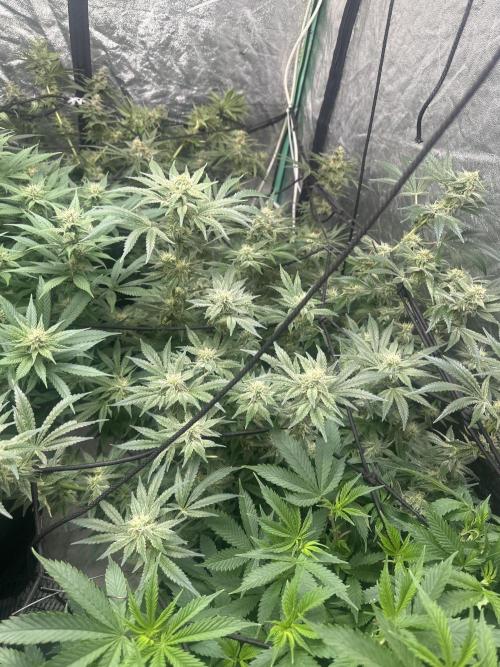 Papaya Sherbet. Week 5