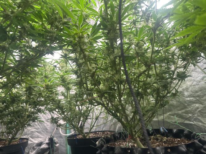 Papaya Sherbet. Week 5