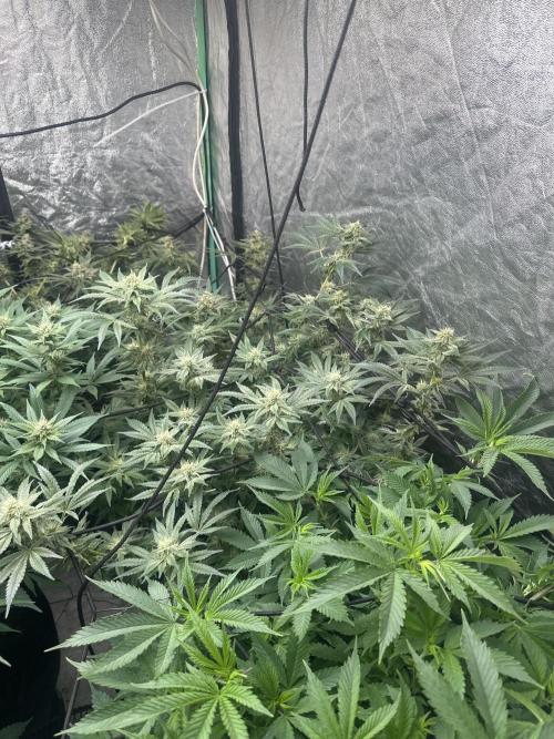 Papaya Sherbet. Week 5