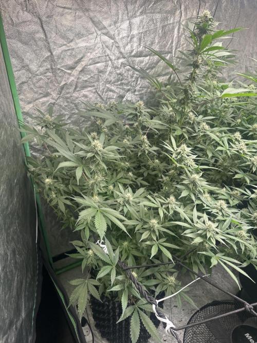 Gorilla Cookies FF. Week 10