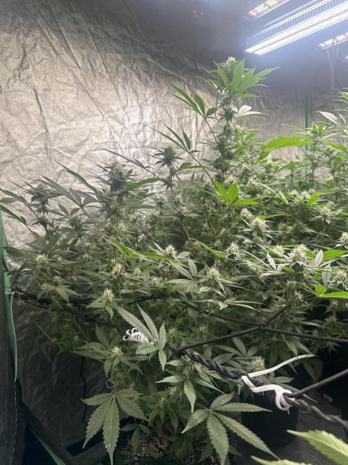 Gorilla Cookies FF. Week 10