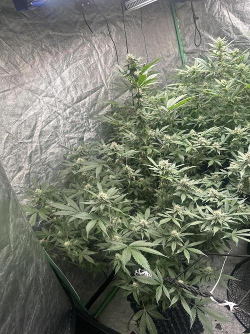 Gorilla Cookies FF. Week 10