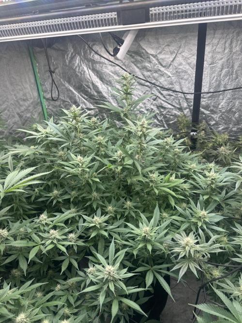 Purple Lemonade FF. Week 10