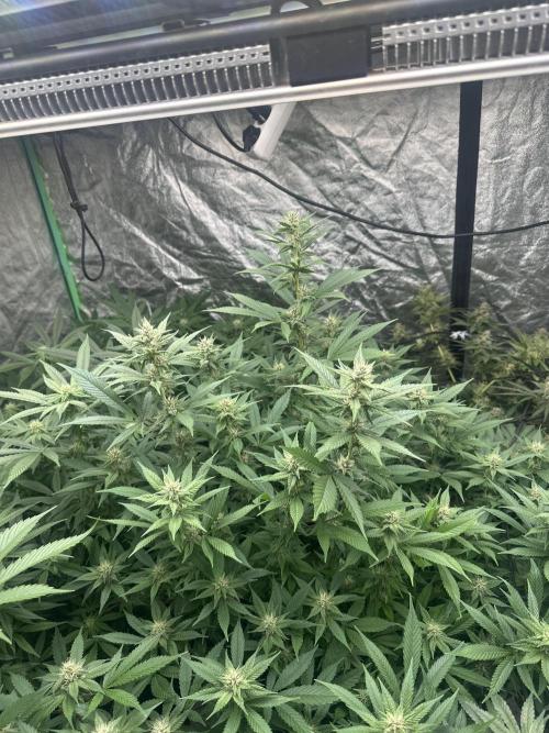 Purple Lemonade FF. Week 10