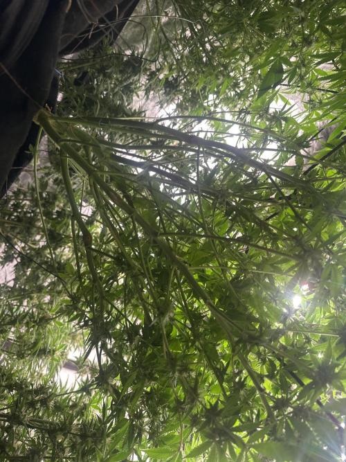 Purple Lemonade FF. Week 10