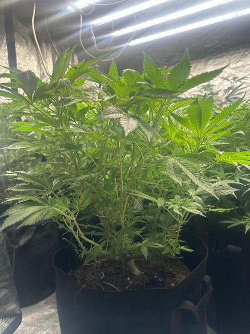 Gorilla Cookies FF. Week 9