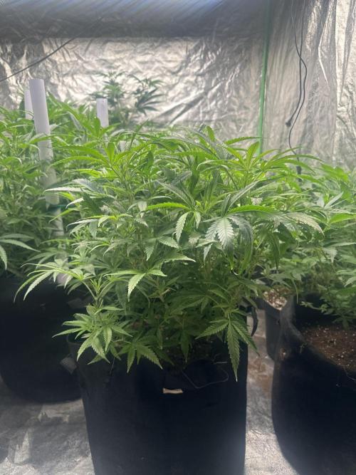 Wedding Cheesecake FF. Week 9