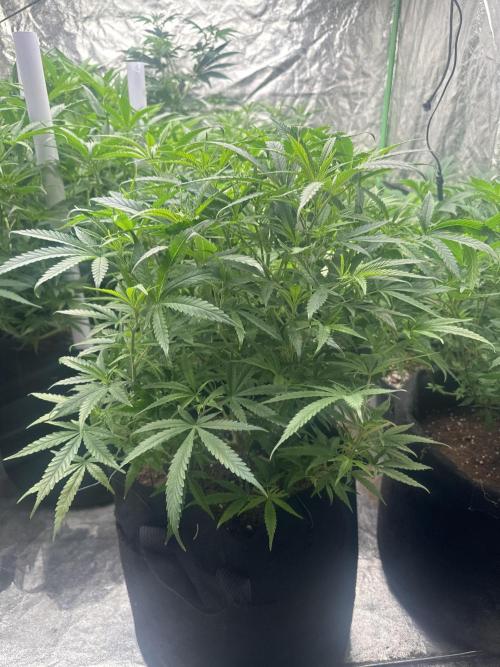 Wedding Cheesecake FF. Week 9