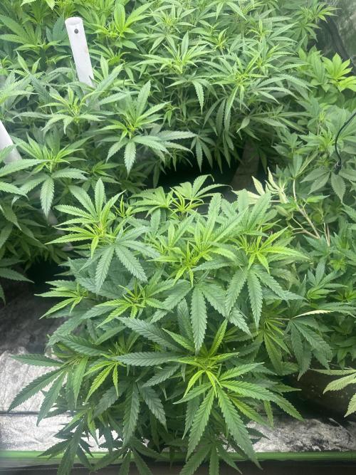 Wedding Cheesecake FF. Week 9