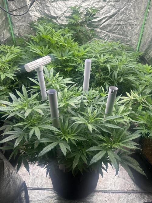 Papaya Sherbet. Week 9