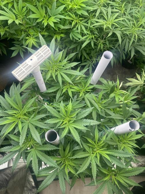 Papaya Sherbet. Week 9