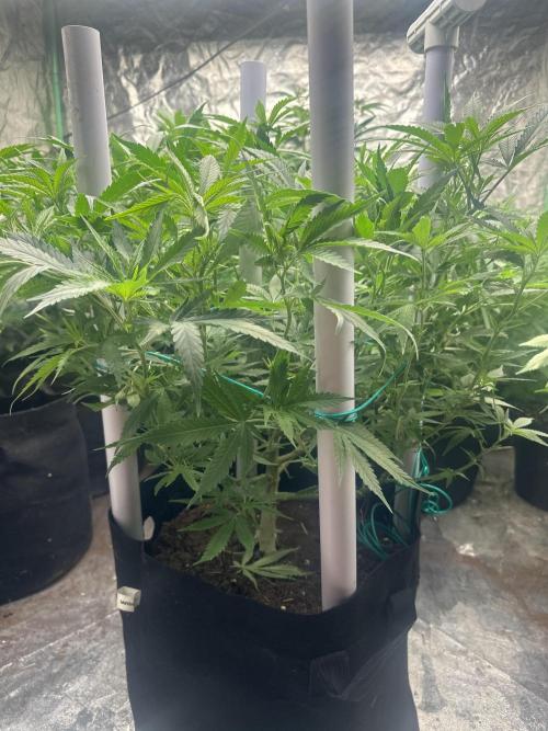 Papaya Sherbet. Week 9