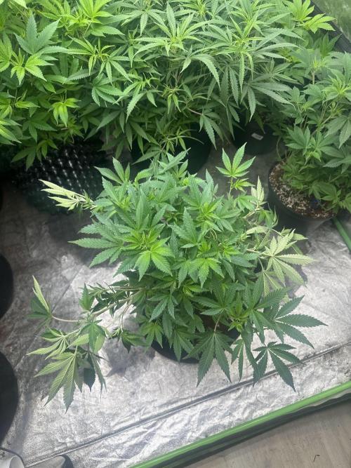 Orange Sherbet FF. Week 7