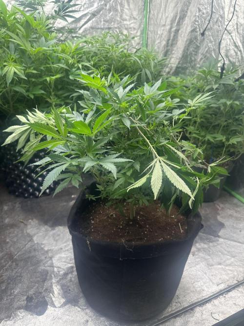 Orange Sherbet FF. Week 7