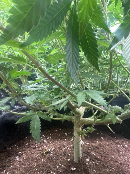 Orange Sherbet FF. Week 7