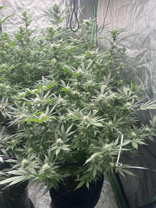 Lemon Cherry Runtz. Week 11