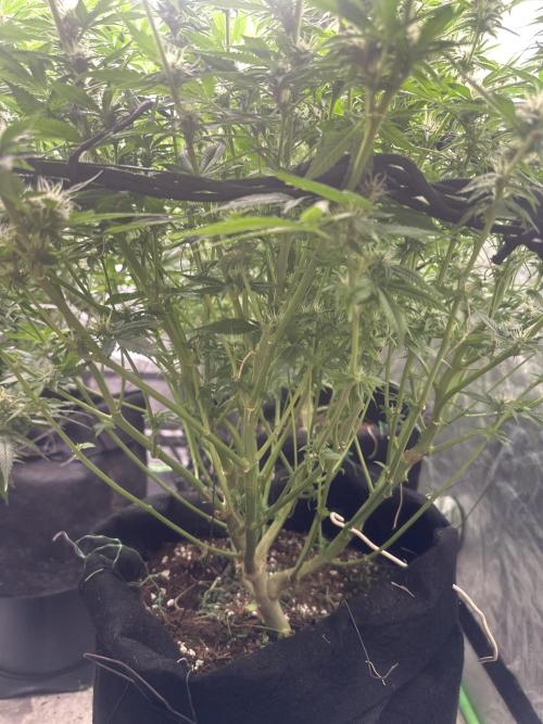 Lemon Cherry Runtz. Week 11