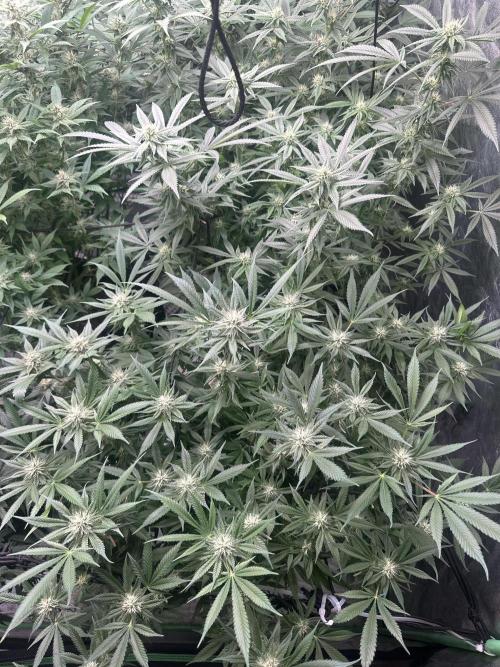 Lemon Cherry Runtz. Week 11