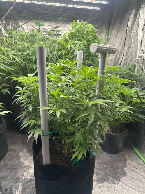 Papaya Sherbet. Week 10