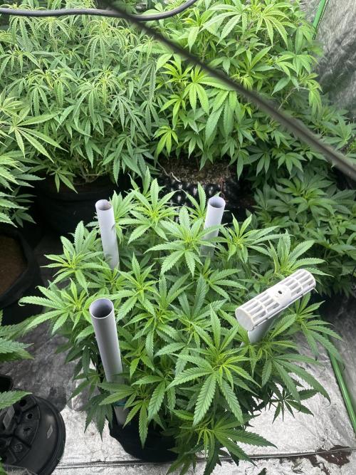 Papaya Sherbet. Week 10