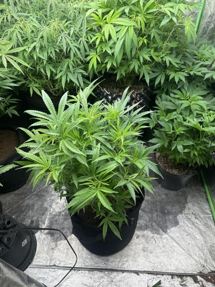 Wedding Cheesecake FF. Week 10