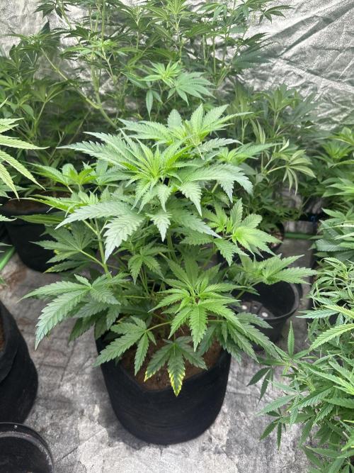 Hulk OG genetics fem. Week 5