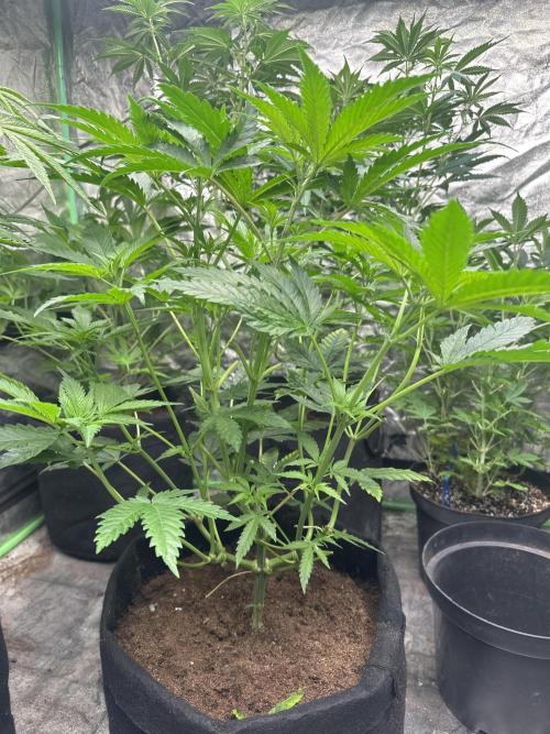 Hulk OG genetics fem. Week 5