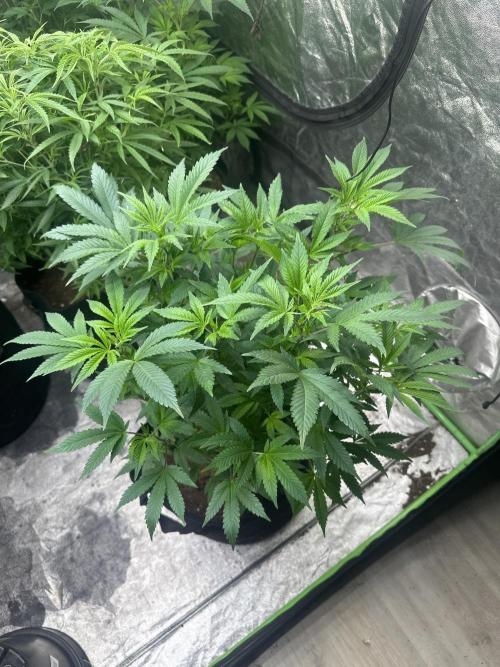 Orange Sherbet FF. Week 8