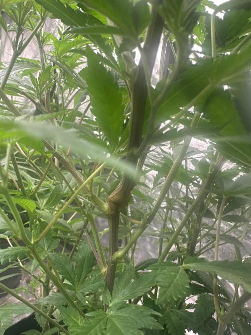 Orange Sherbet FF. Week 8